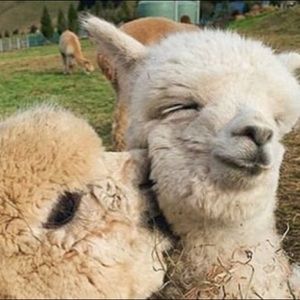 Meet your Posher, Drew